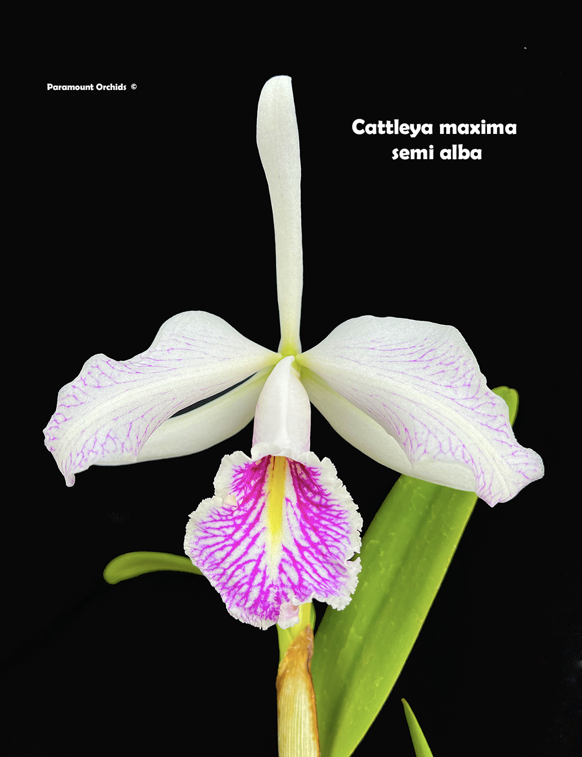 Cattleya maxima semialba 'Delicata' x 'Ingrid' main image 1